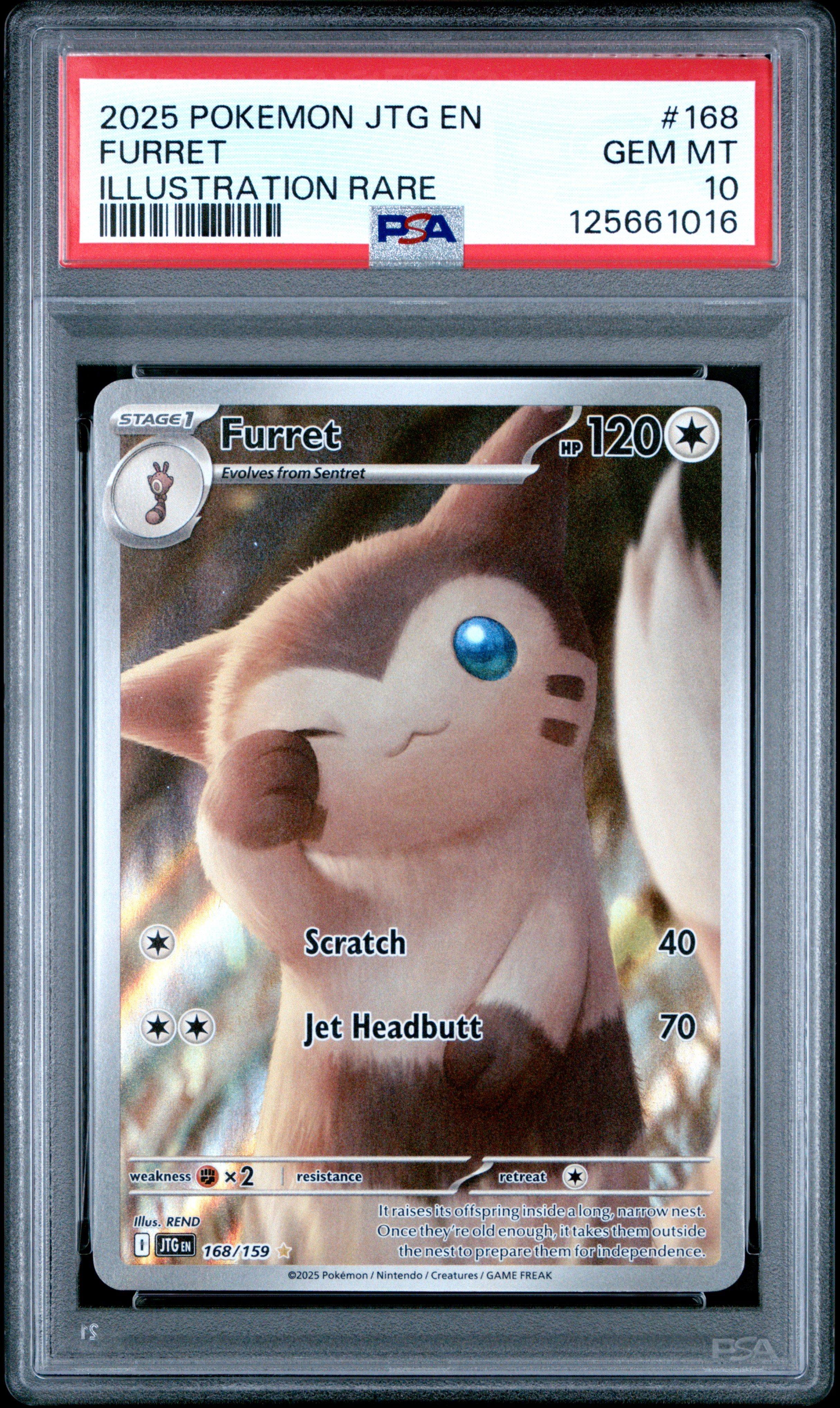 furret pokemon card Furret Cards | Dex