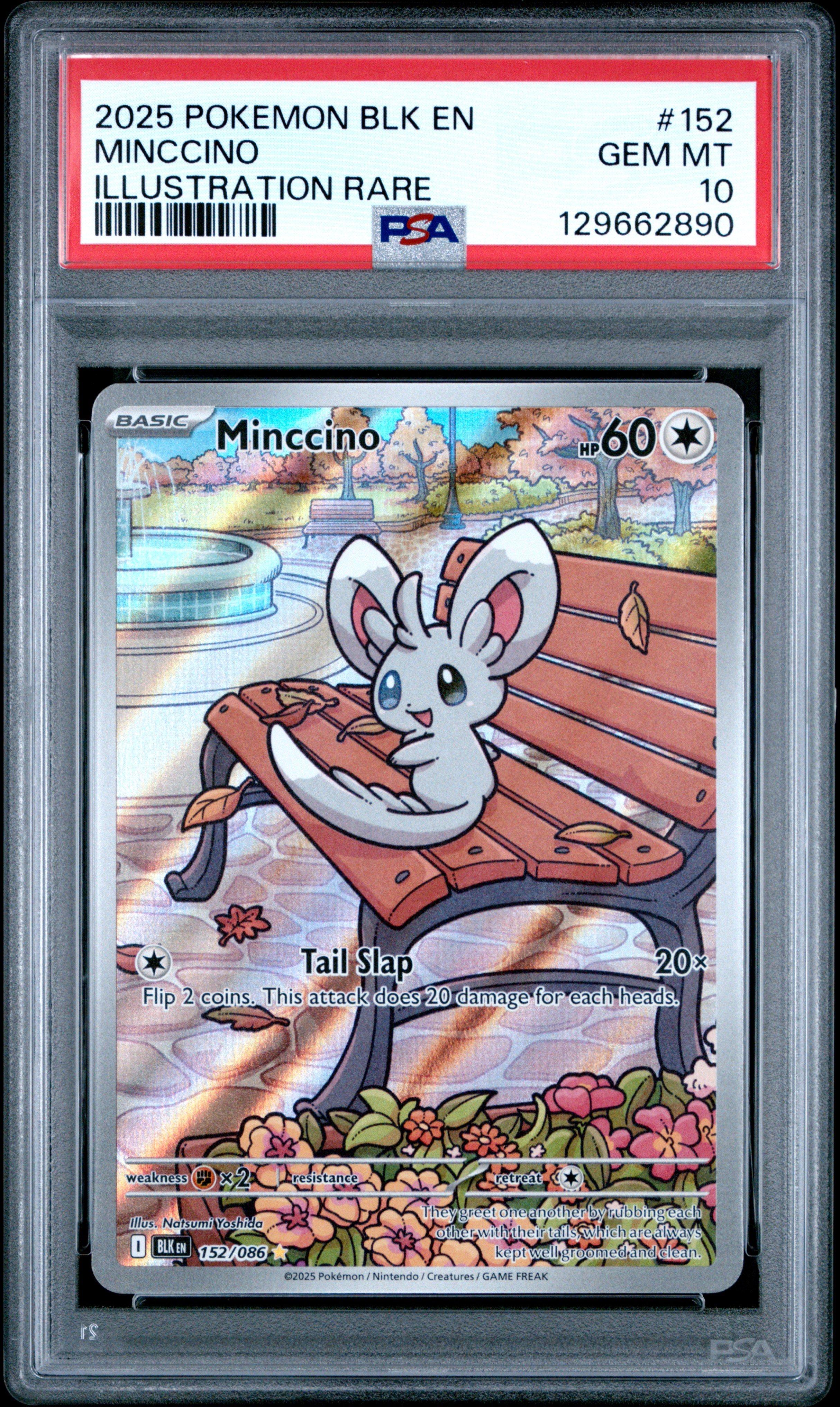 2025 Pokemon Blk En-black Bolt 152 Minccino Illustration Rare PSA