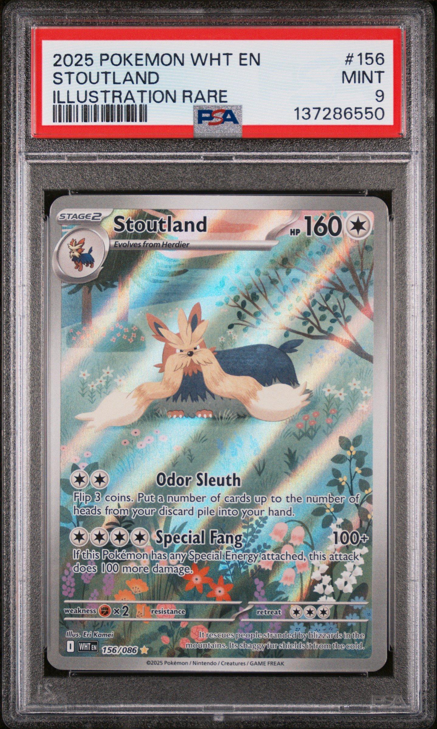 2025 Pokemon Wht En-white Flare 156 Stoutland Illustration Rare PSA 9